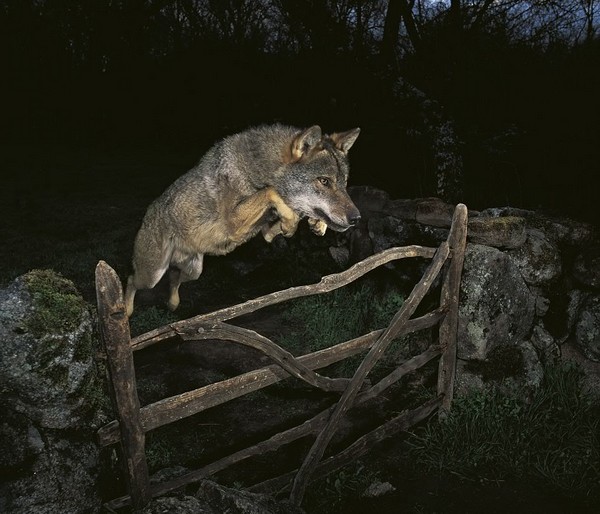 Lobo ibérico saltando verja